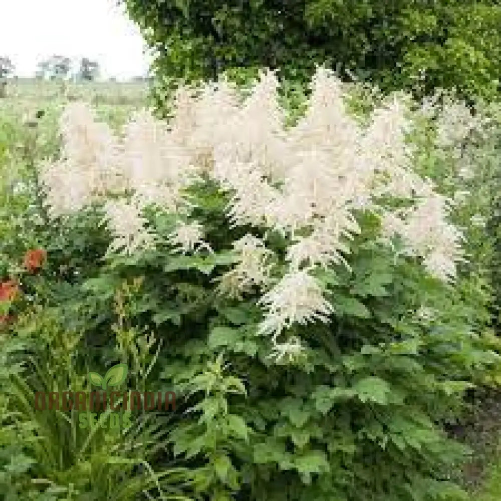 Aruncus Dioicus Seeds For Planting: Majestic Goatâ€™s Beard For Lush Garden Landscapes And Elegant