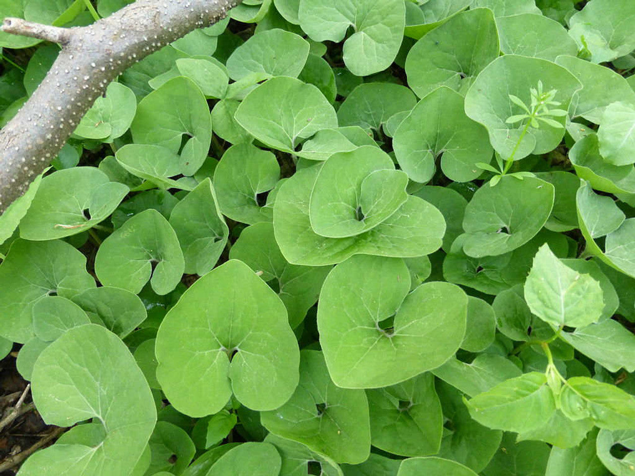Kanadischer Wildingwer Samen | Asarum Canadense | Mehrjährige Kräutersamen mit attraktivem Laub | Niedrig wachsender Bodendecker für Gärten | Bepflanzung im Freien | 25 Stück