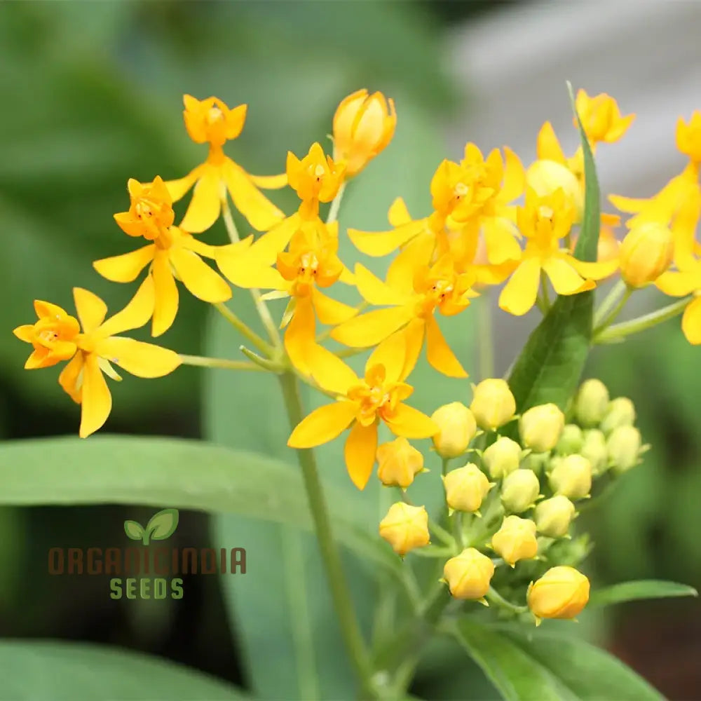 Asclepias Tuberosa â€™Hello Yellow Butterflyâ€™ Flower Seeds For Planting Premium Quality Beautiful
