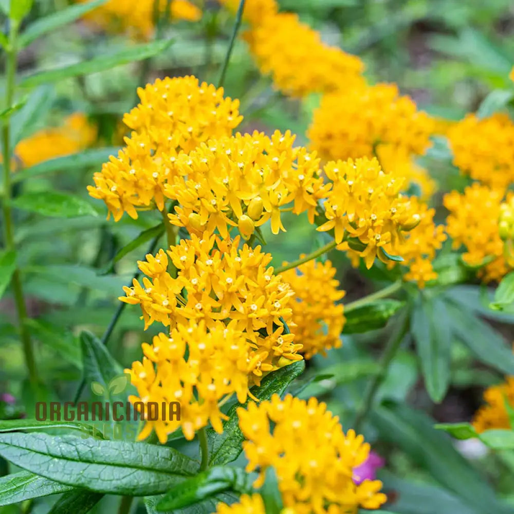Asclepias Tuberosa â€™Hello Yellow Butterflyâ€™ Flower Seeds For Planting Premium Quality Beautiful