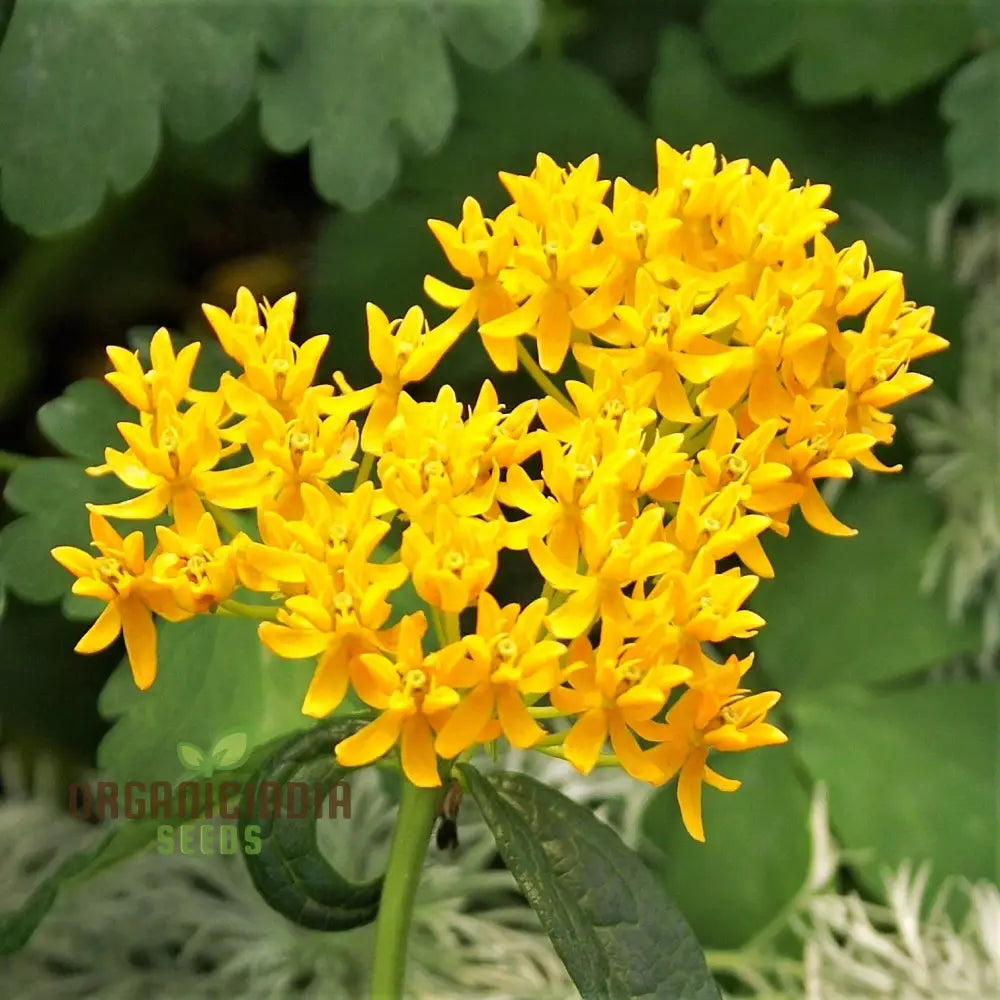 Asclepias Tuberosa â€™Hello Yellow Butterflyâ€™ Flower Seeds For Planting Premium Quality Beautiful