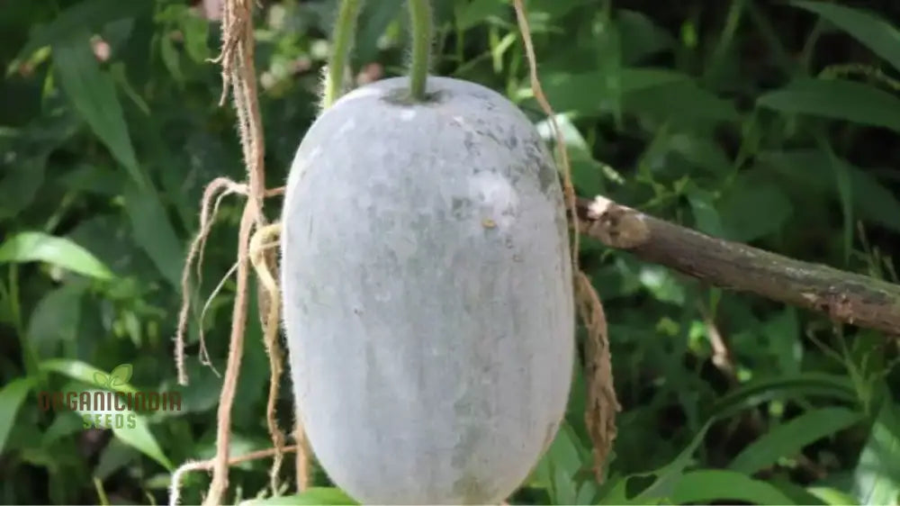 Healthy Ash Gourd Fruits from Heirloom Seeds, High-Yield Vegetable Plant