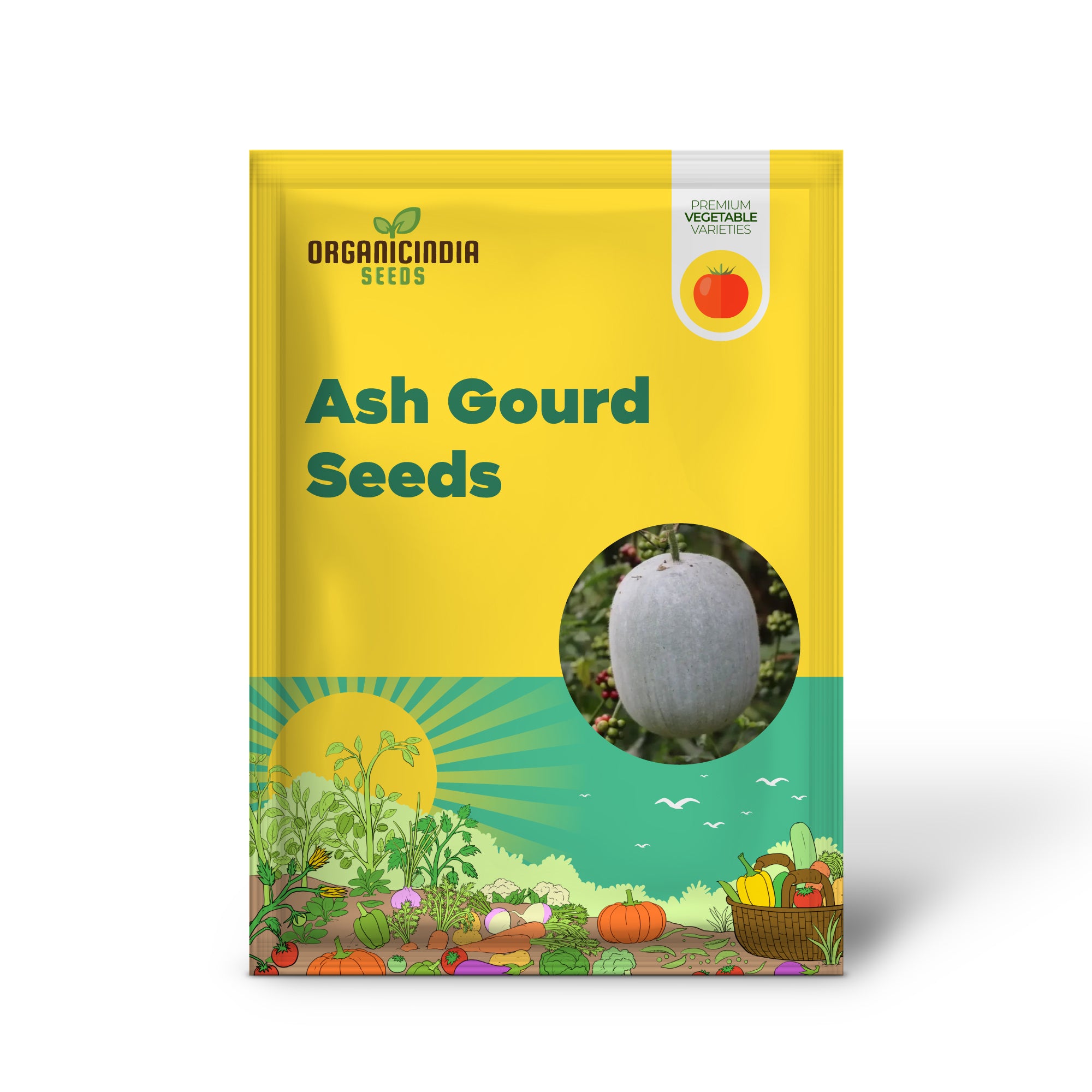 Ash Gourd Seedling Growing from Heirloom Seeds, Home Garden Vegetable