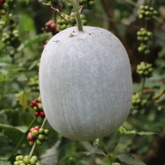 Ash Gourd Seeds For Gardening - High-Quality Heirloom A Bountiful Harvest In Your Home Garden