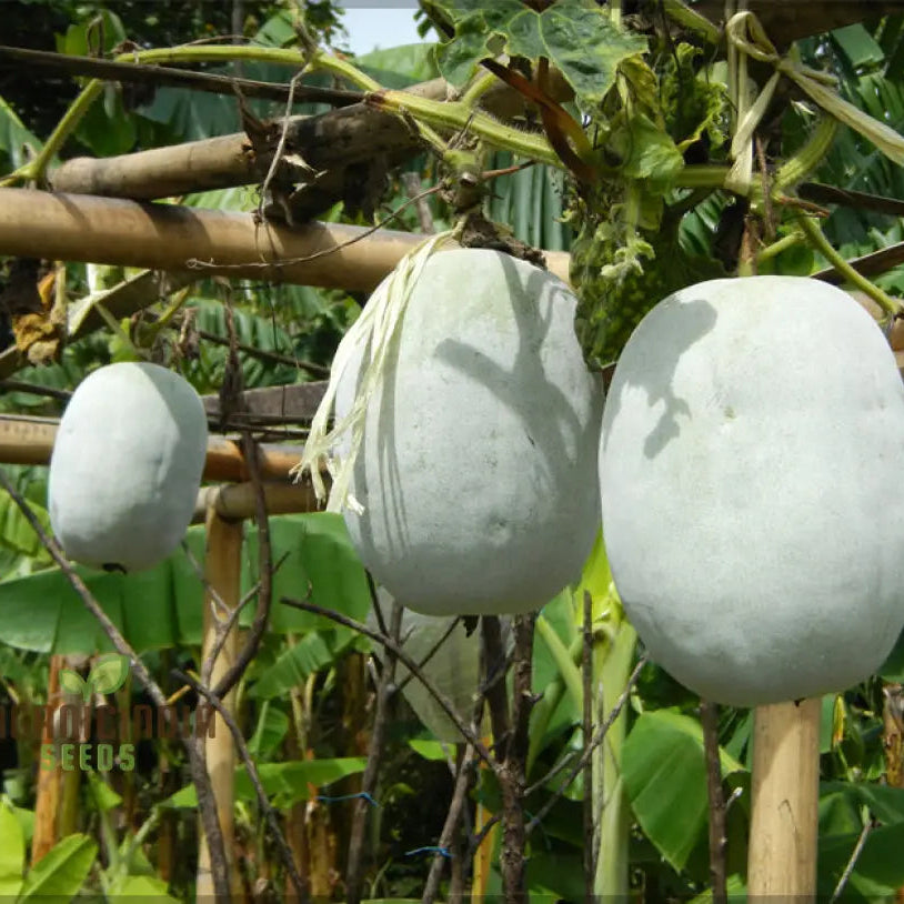Mature Ash Gourd Vine from Heirloom Seeds, Productive Home Garden Plant