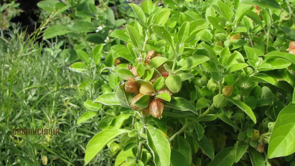 Ashwagandha Seeds â€“ Elevate Your Gardening With Medicinal Herbs And Holistic Benefits Plant