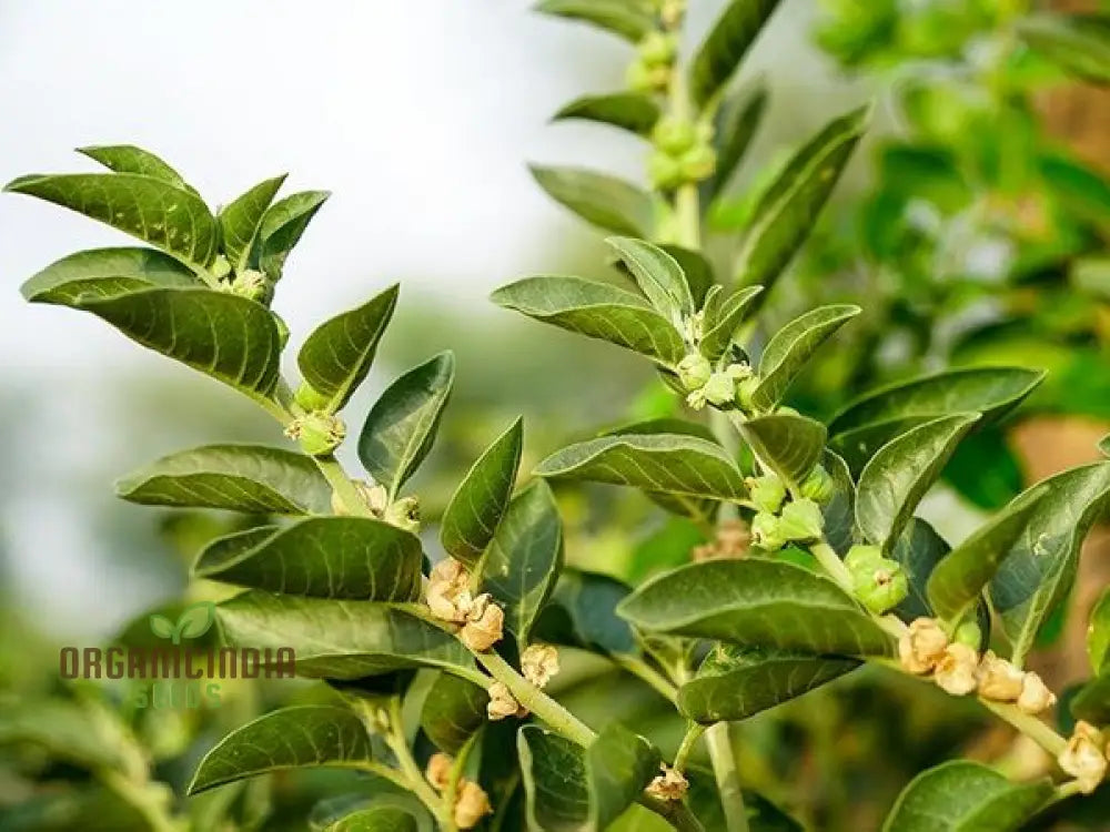 Ashwagandha Seeds â€“ Elevate Your Gardening With Medicinal Herbs And Holistic Benefits Plant