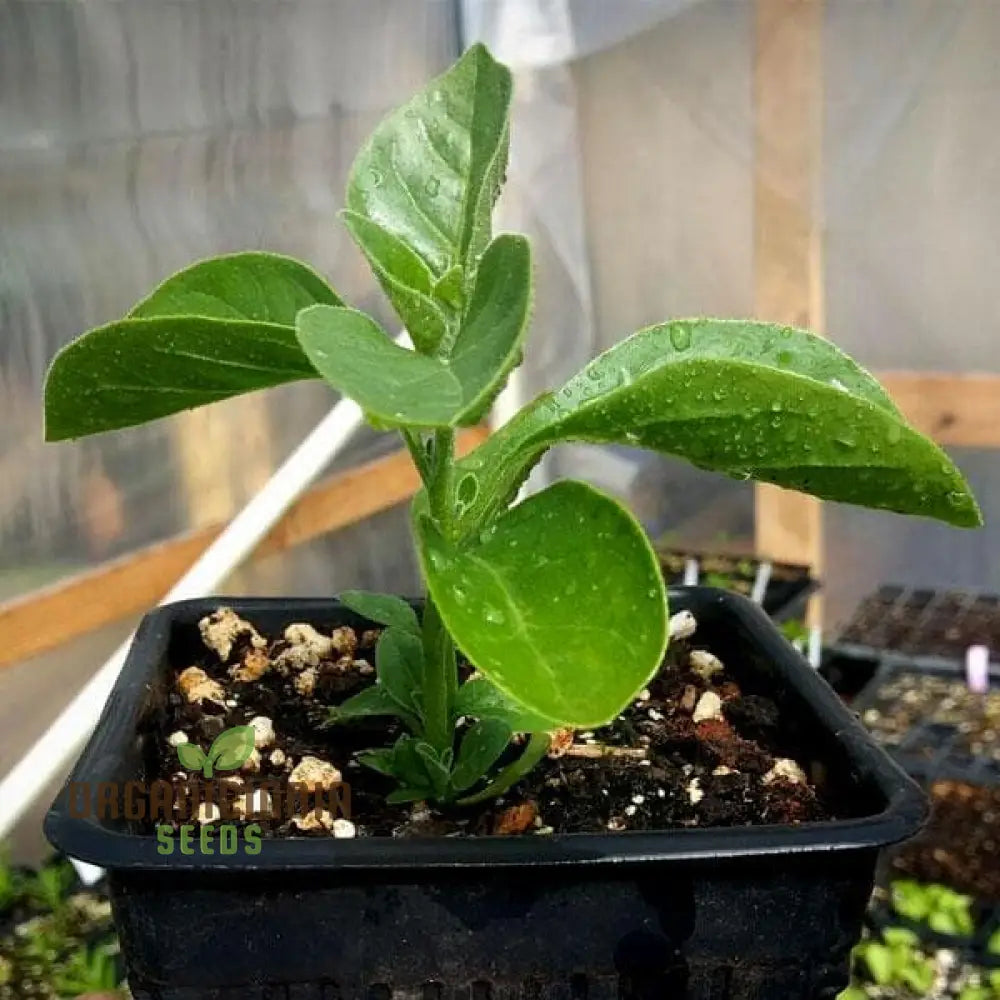Ashwagandha Seeds â€“ Elevate Your Gardening With Medicinal Herbs And Holistic Benefits Plant