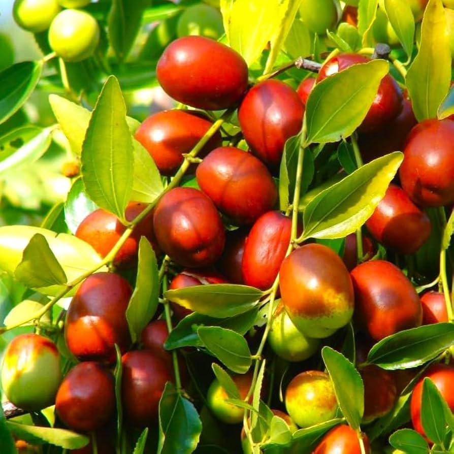 Asian Date Jujube seeds for planting non-GMO variety