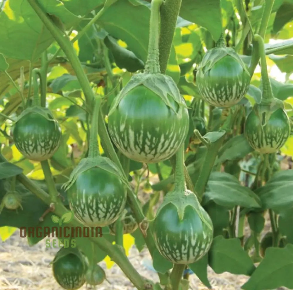Mature Asian Mini Green F1 Eggplant Plant from Seeds, Compact High-Yield Variety