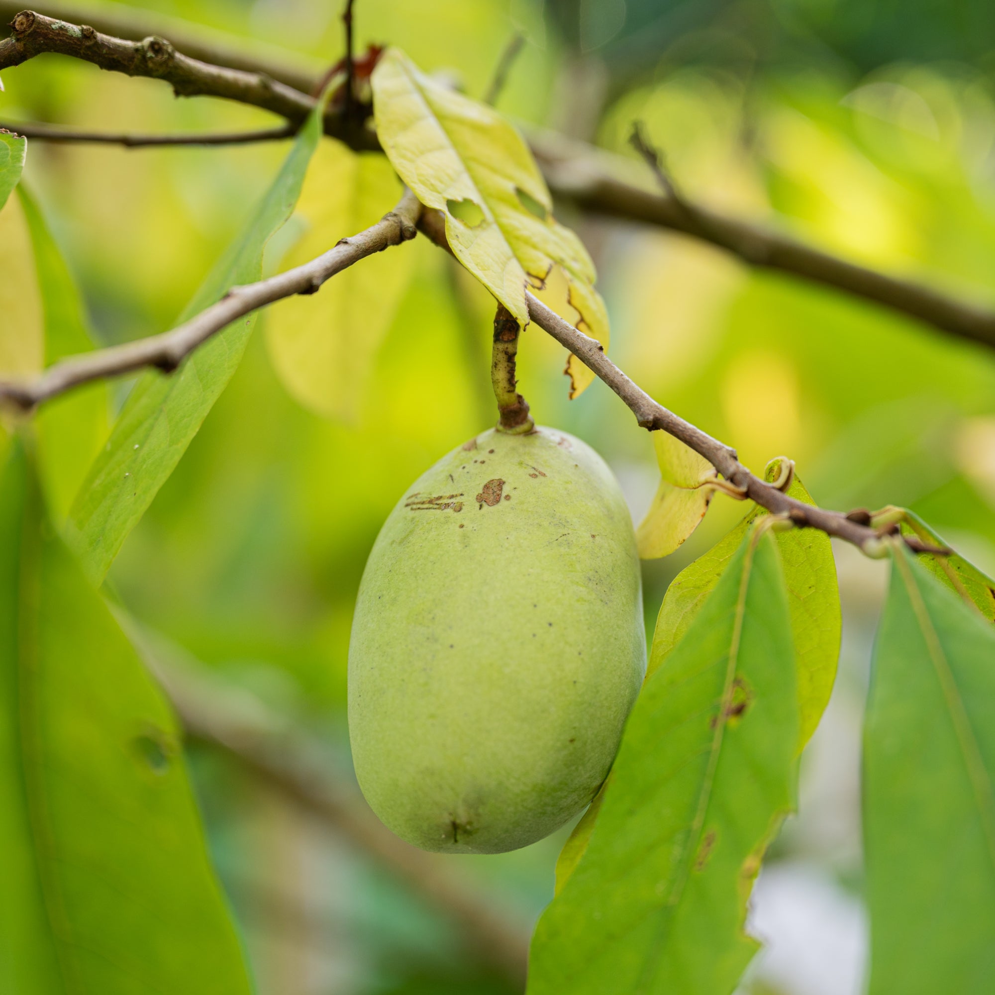 Asimina triloba Pawpaw Seeds for Home Gardens and Orchards