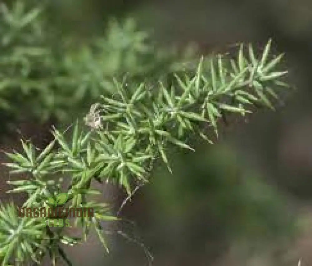 Asparagus Acutifolius Seeds For Planting: A Gardenerâ€™s Guide To Cultivating Exquisite Wild In