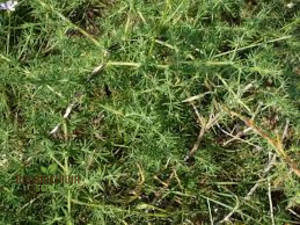 Asparagus Acutifolius Seeds For Planting: A Gardenerâ€™s Guide To Cultivating Exquisite Wild In