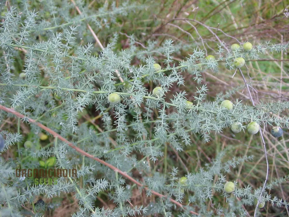 Asparagus Acutifolius Seeds For Planting: A Gardenerâ€™s Guide To Cultivating Exquisite Wild In