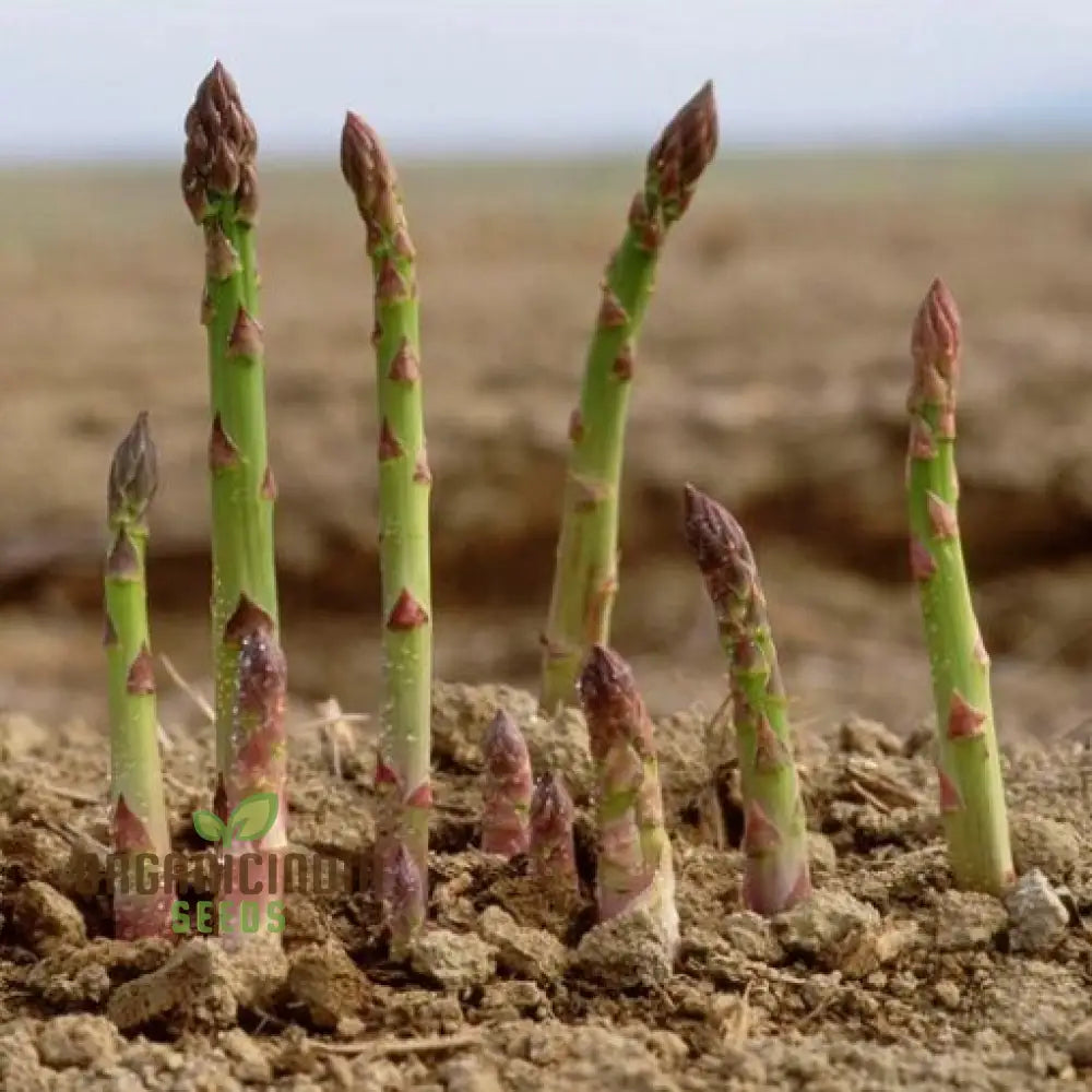 Asparagus Connoverâ€™s Colossal Seeds For Planting Grow Giant And Delicious
