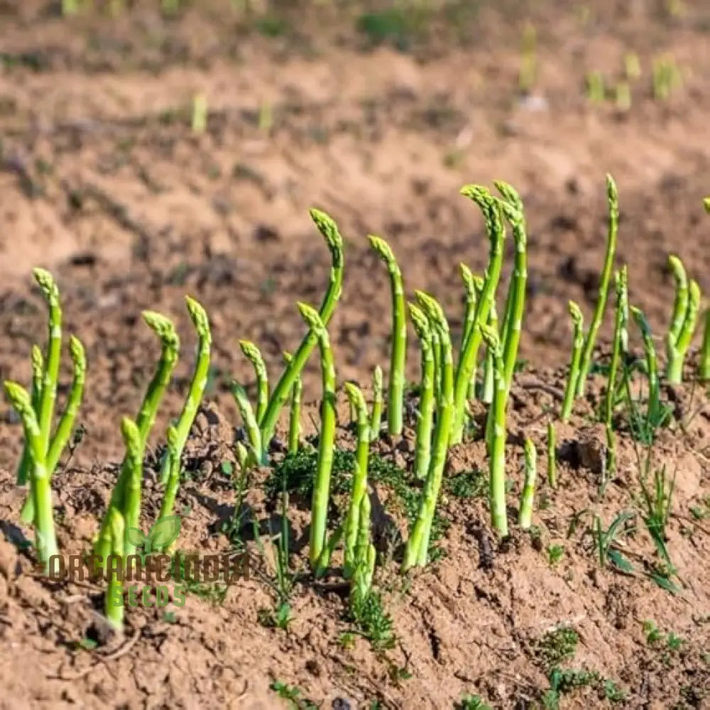 Mature Mary Washington & Argenteuil Asparagus Plants, Vigorous Upright Growth