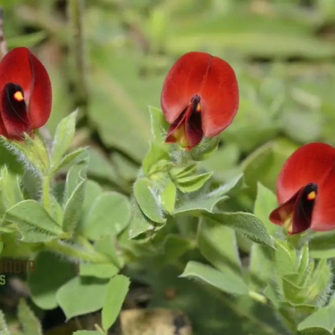 Mature Asparagus Pea Plant from Seeds, Compact Garden Variety