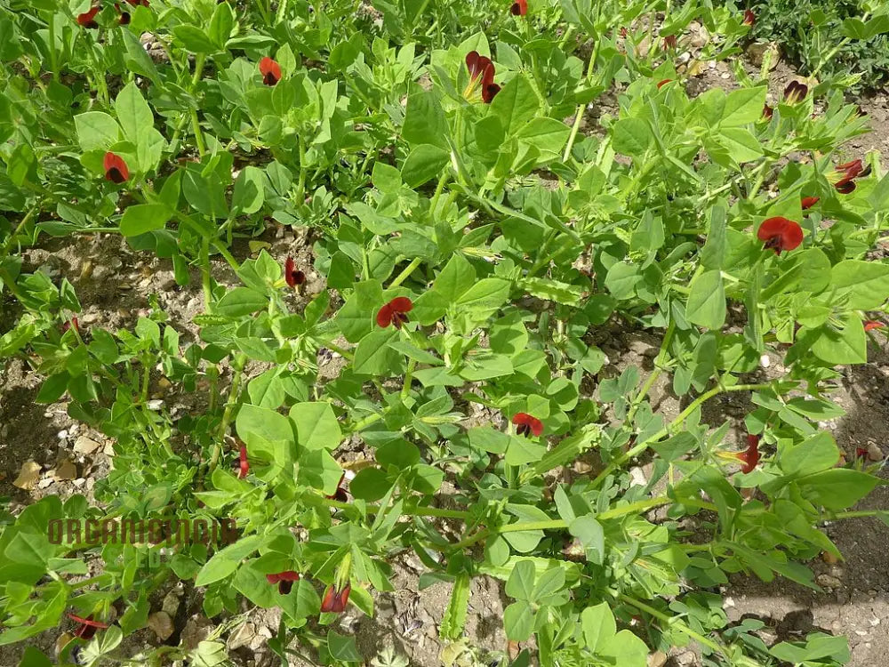 Closeup of Fresh Asparagus Peas on Vine