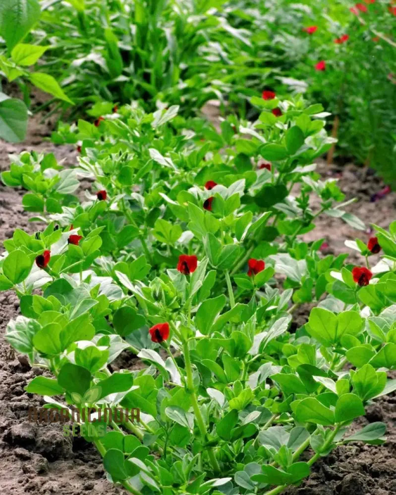 Asparagus Pea Plant Growing in Container, Easy-to-Grow Garden Seeds
