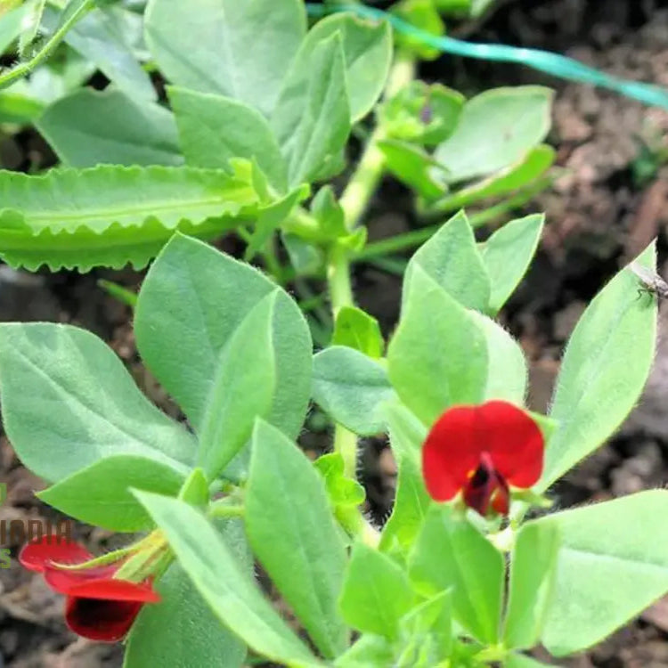 Close-Up of Asparagus Pea Pods, Winged Edible Vegetable Seeds