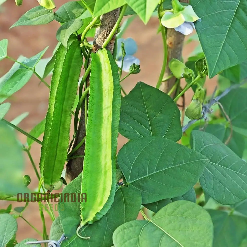 Asparagus Pea Seedlings Growing from Seeds, Compact Vegetable Plants