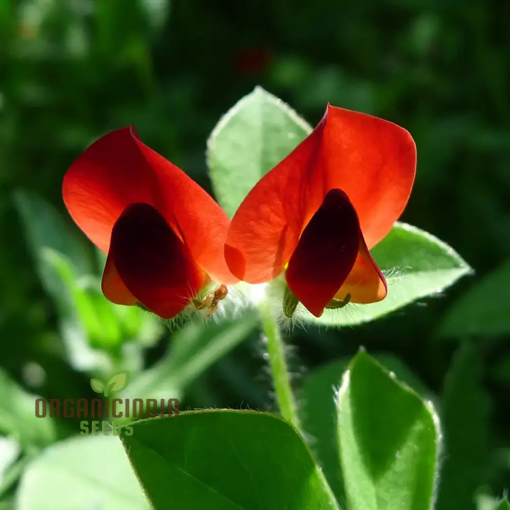 Asparagus Pea Seeds For Planting â€“ Premium Quality Home Gardeners