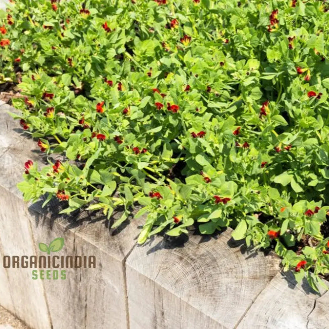 Asparagus Pea Seeds for Planting, Fresh & Flavorful Climbing Peas