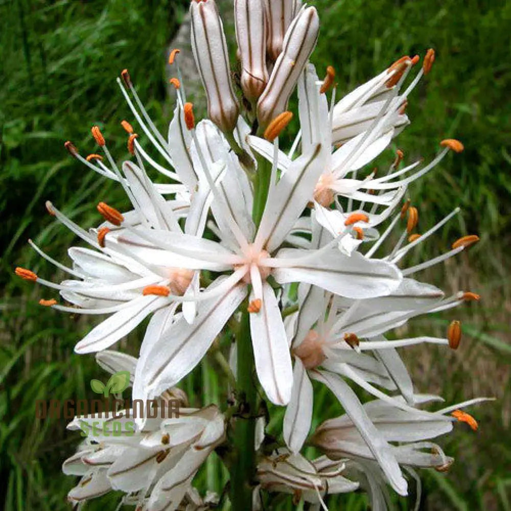 Asphodelus Albus Flower Seeds for Planting White Asphodel Blooms