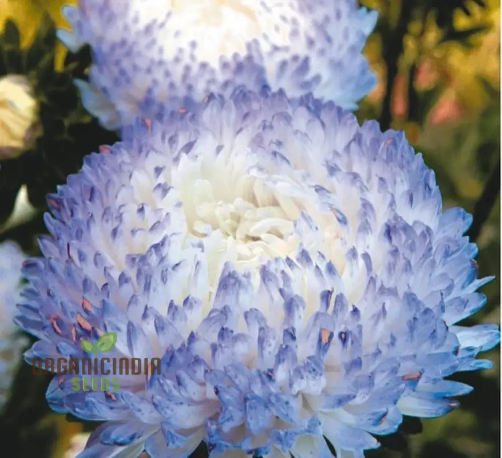 Aster Duchess Blue Ice seeds grown in container for garden display