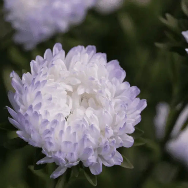 Mature Aster Duchess Blue Ice plant with striking blue flowers