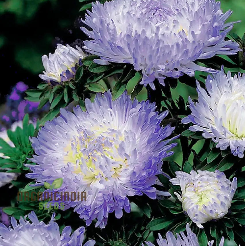 Aster Duchess Blue Ice seeds for planting vibrant garden flowers