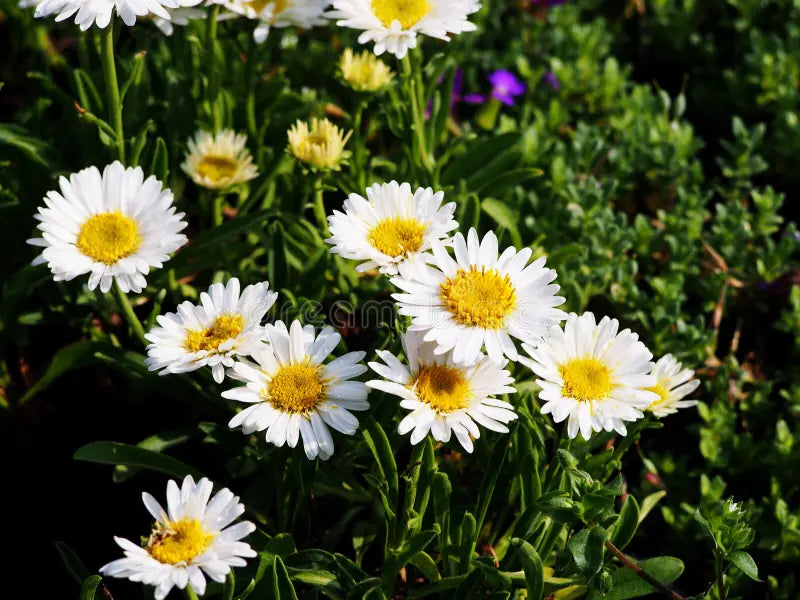 Aster Seeds for Garden Borders with Yellow and White Flowers