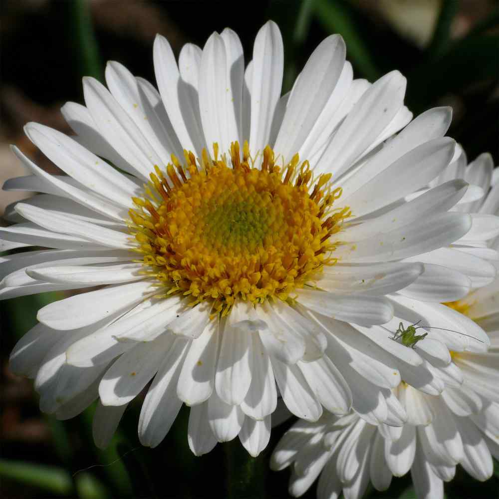 Yellow & White Aster Flower Seeds , Bright Bi-Color Blooms, Non-GMO