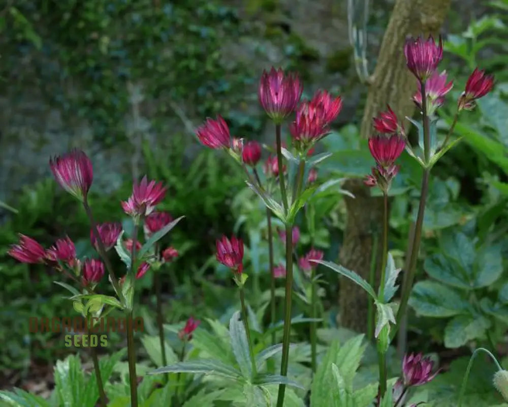 Astrantia Major Crimson Giant Growing in Garden