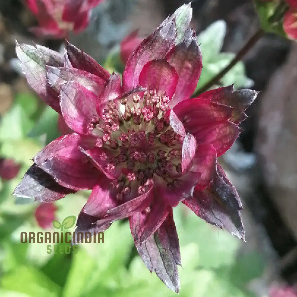Astrantia Major Crimson Giant Seeds for Planting