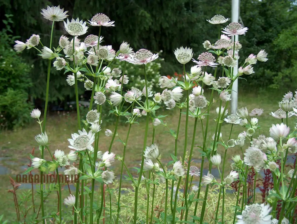 Astrantia Major Seeds For Planting: Premier Perennial For Enchanting Gardens | Shop Hardy