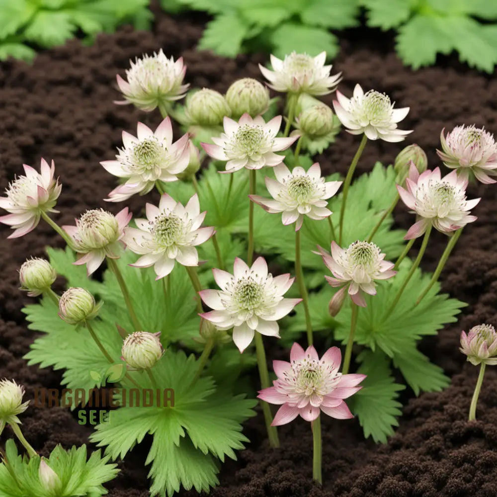 Astrantia Masterwort Flower Seeds for Starry Bloom Garden Planting
