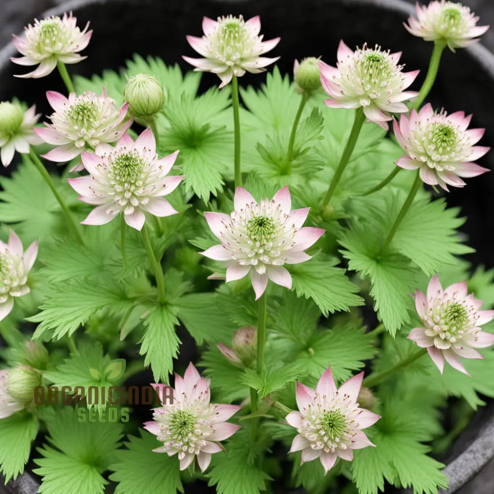 Astrantia (Masterwort) Flower Seeds â€“ Elevate Your Gardening Experience With Delicate Starry