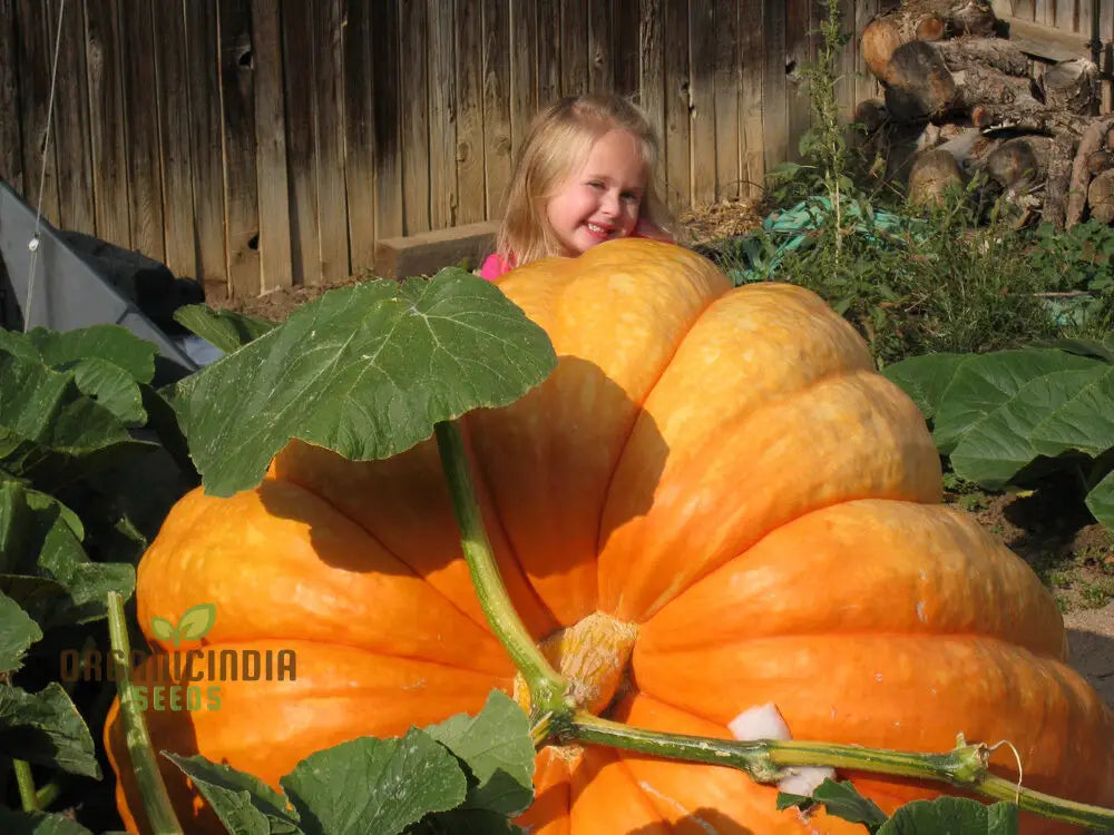 Atlantic Giant Pumpkin Fruit from Seeds, Homegrown Giant Pumpkin