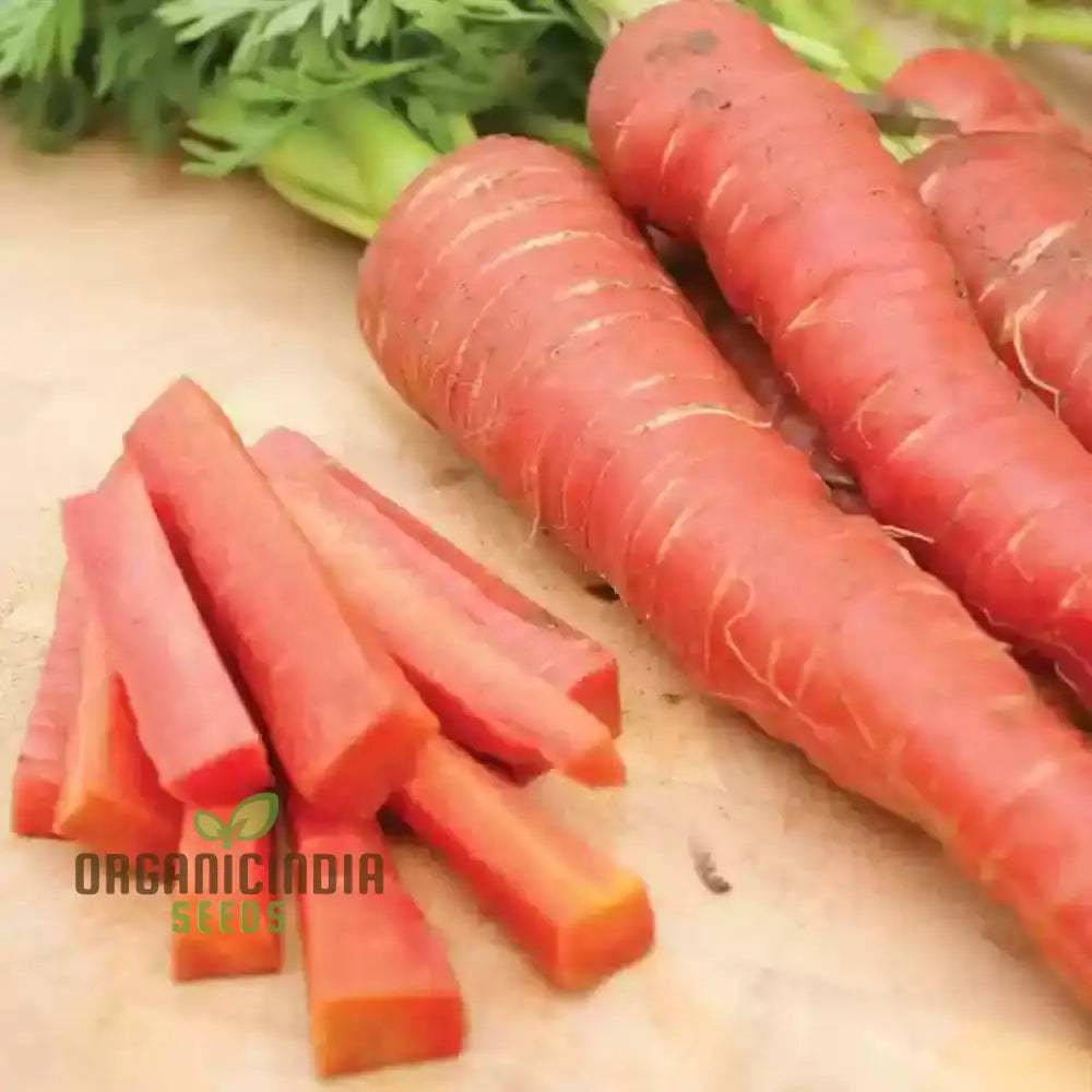 Atomic Red Carrots Growing in Container, Easy-to-Grow Vegetable Seeds