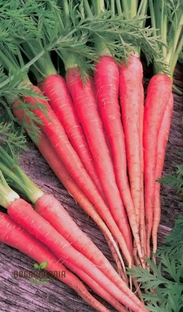 Harvested Atomic Red Carrots, Homegrown Vegetable Seeds