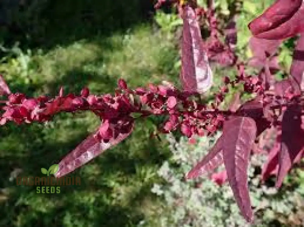 Atriplex Hortensis Var. Rubra For Planting - Hardy Garden Favorite For Stunning Color And