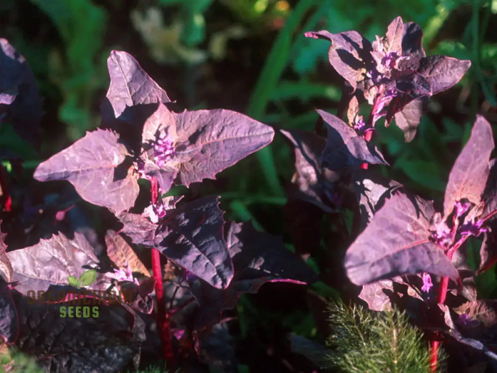 Atriplex Hortensis Var. Rubra For Planting - Hardy Garden Favorite For Stunning Color And