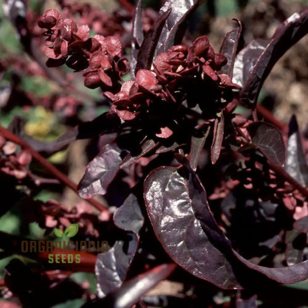 Atriplex Hortensis Var. Rubra For Planting - Hardy Garden Favorite For Stunning Color And