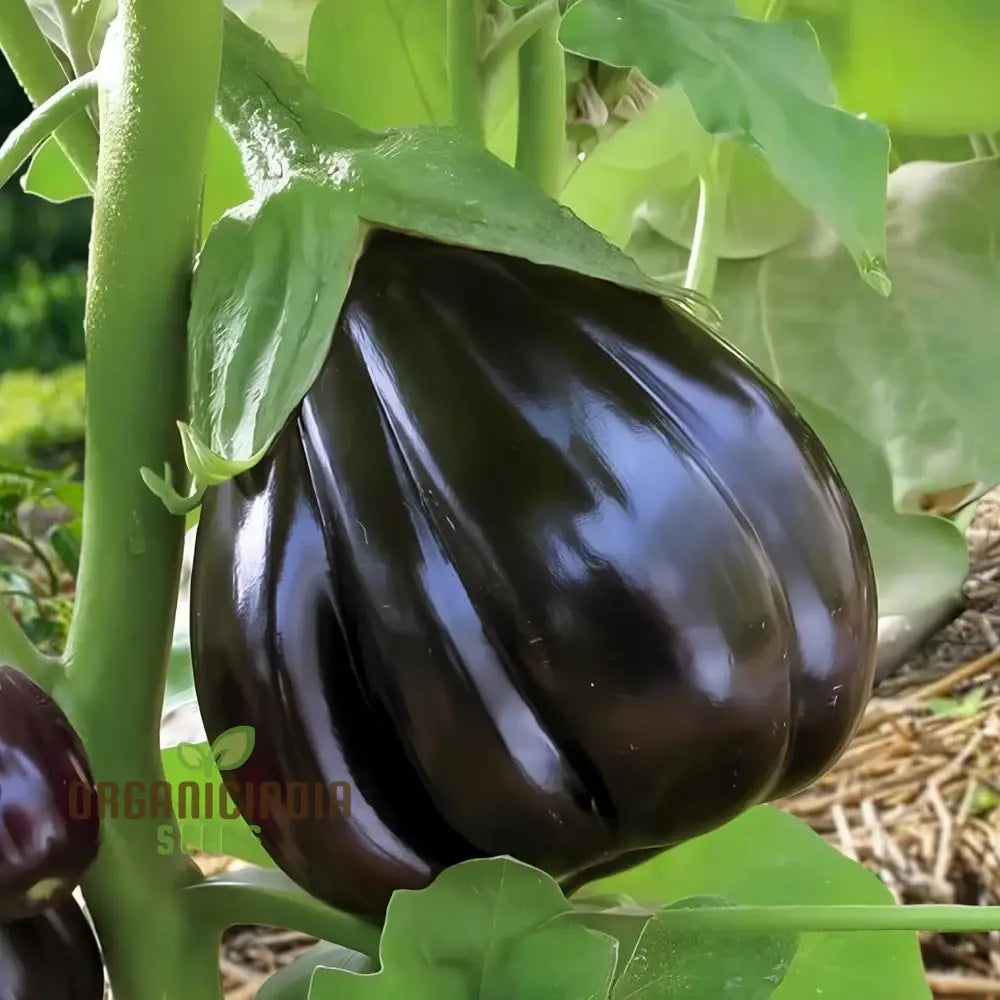 Aubergine â€™Black Beautyâ€™ Seeds For Gardening Enthusiasts - Organic Eggplant Home Garden Planting