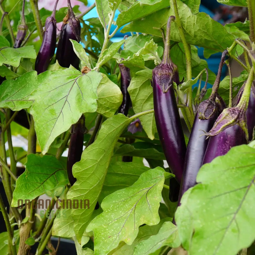 Aubergine â€™Farmers Longâ€™ F1 Hybrid Seeds For Gardening Enthusiasts | High-Yield Organic Eggplant