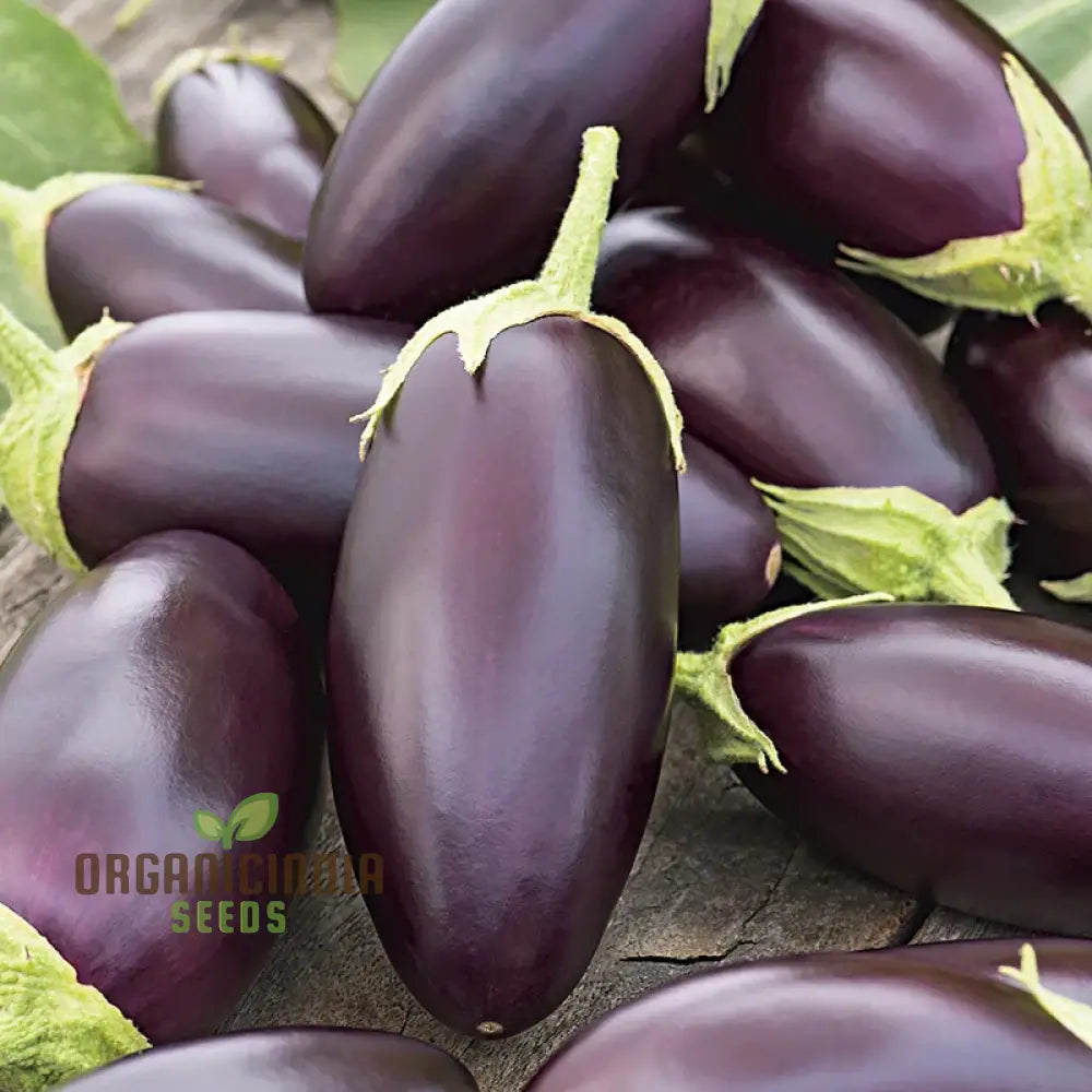Aubergine Plant Growing in Container from Jewel F1 Mix Seeds