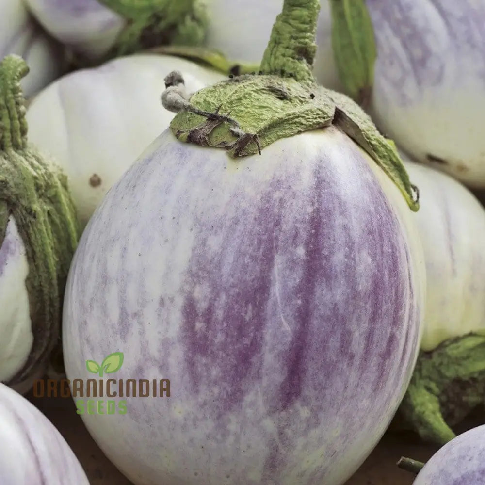Mature Jewel F1 Aubergine Plant, High-Yield and Flavorful Eggplants