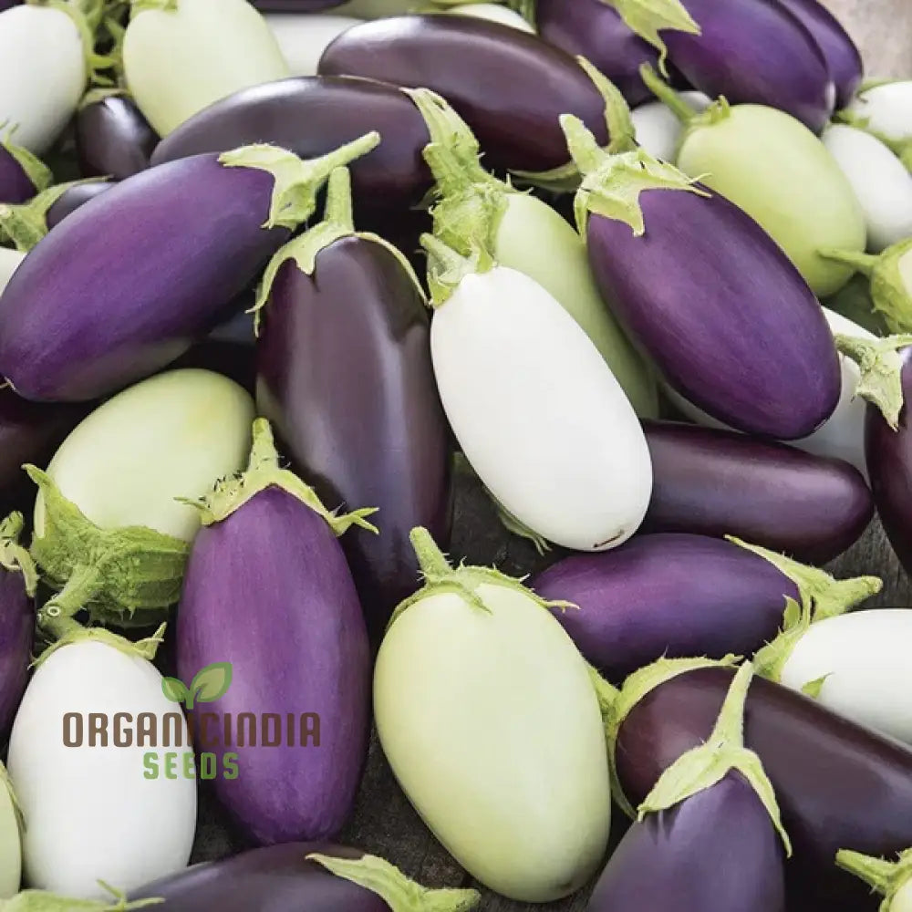 Jewel F1 Mix Aubergine Seeds for Home Garden, High-Yield Vegetable Seeds