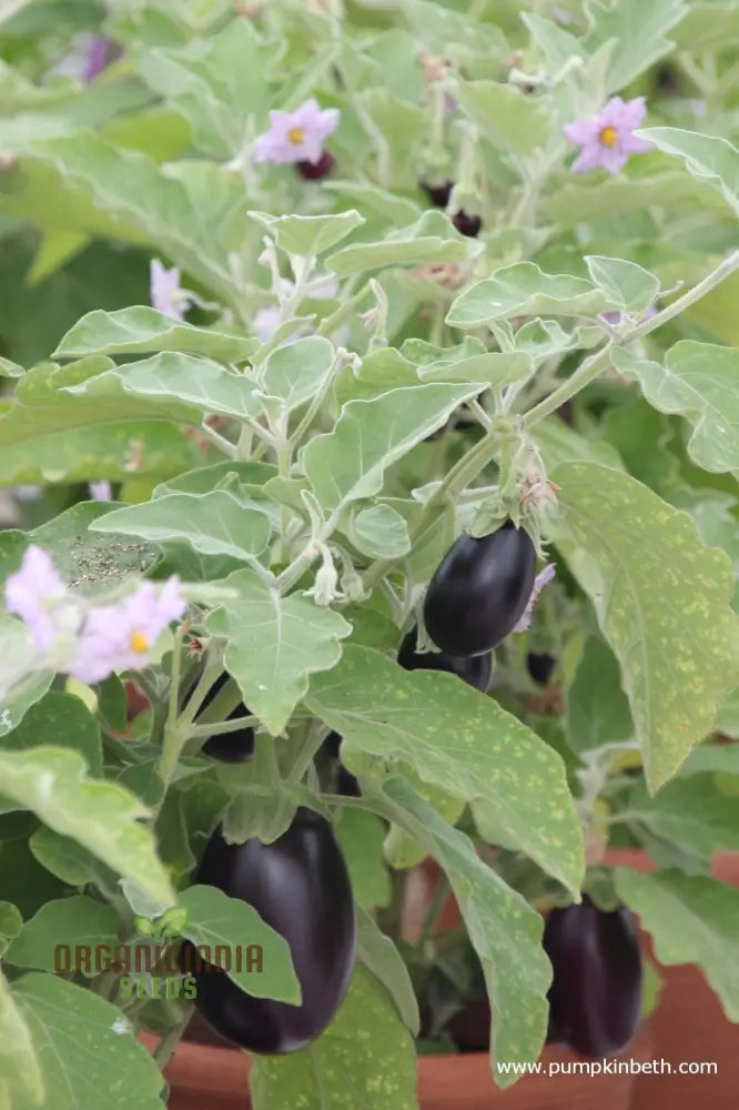 Aubergine Meatball Plant Growing in Outdoor Container from Seeds